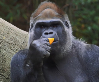 Replay Au cœur du zoo de New York - S2E10 - Un gorille qui a du coeur
