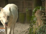 Replay Une saison au zoo - S12 E53