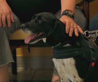 Replay Chiens et chats sans collier - Compagnons de route, compagnons de coeur...