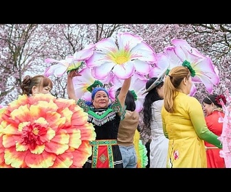Replay Allemagne : les cerisiers en fleurs, nouvelle attraction touristique phare de Berlin