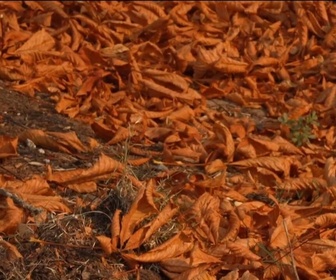 Replay Élément Terre, la quotidienne - Canicule et sécheresse en France : quelles conséquences pour les arbres ?