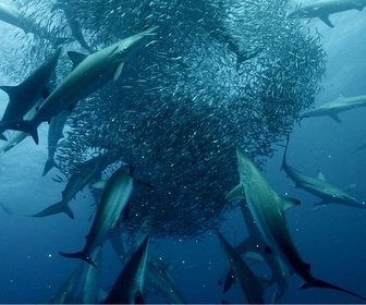 Replay Cinquante nuances de requins