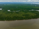 Replay Les forêts de mangrove