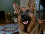 Replay Rex, chien flic - Diagnostic mortel