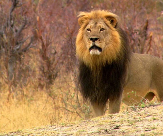 Replay Un lion né pour régner