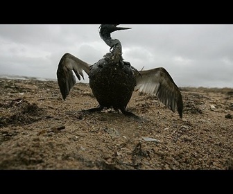 Replay No Comment : des oiseaux mazoutés et des plages souillées au large de la Crimée