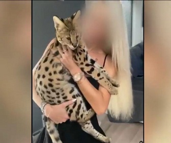 Replay Élément Terre, le reportage - Trafic d'animaux sauvages : des félins et des reptiles dans des appartements à Paris