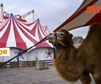 Replay Animaux sauvages au cirque - ARTE Journal Junior