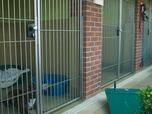 Replay Dog house : un chien pour la vie - S2 E9 - C'est le destin