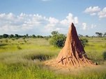 Replay Des paysages fondateurs - Constructions animales