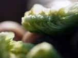Replay Terroirs d'Europe - Le houblon du Hallertau en Allemagne