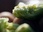 Replay Terroirs d'Europe