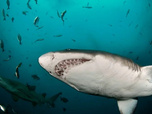Replay Afrique du Sud, paradis océanique - Le mystère des requins-marteaux
