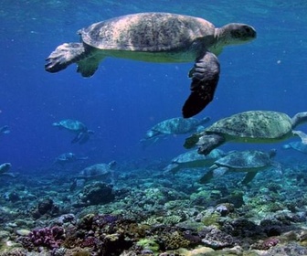 Replay Les défis de la Grande Barrière de corail