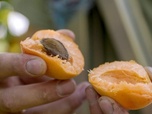 Replay Les abricots de la Wachau en Autriche