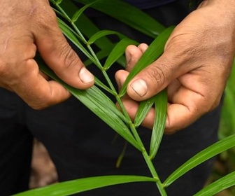 Replay Urgence climatique : un défi mondial - Amazonie : où va l'argent de l'Union européenne ?