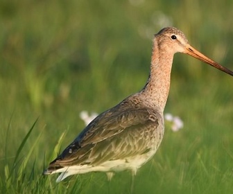 Replay L'oiseau méconnu des rivages - La barge à queue noire