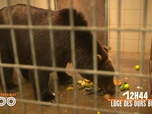 Replay Une saison au zoo - S12 E26
