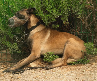 Replay Chiens et chats sans collier - D'une patte a l'autre, histoires de refuge