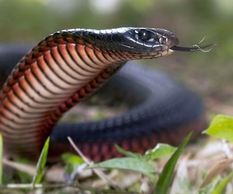 Replay La mort au bout des crocs - Serpents venimeux d'Australie