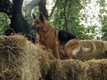 Replay Rex, chien flic - Hara-kiri