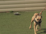 Replay Chiens et chats sans collier - Quatre pattes vers l'espoir