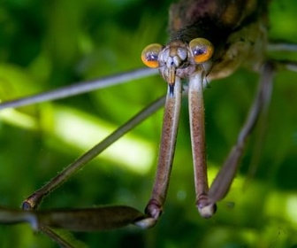 Replay Les prédateurs féroces - Insectes rampants