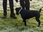 Replay Chiens hors de contrôle