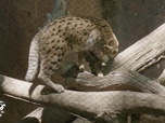 Replay Au coeur du zoo le plus beau du monde - S2E7 - Bébé wallaby