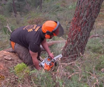 Replay Bûcheron, un métier à hauts risques - Bûcherons en danger