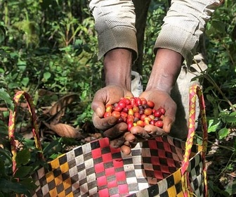 Replay Éthiopie, le berceau du café - GEO Reportage