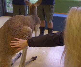 Replay Au cœur du zoo de New York - S3E5 - André le chevreau