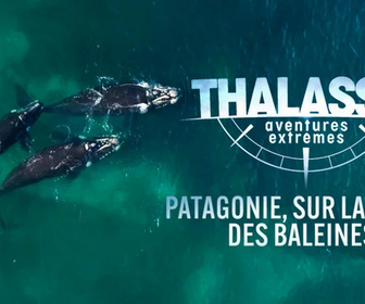 Replay Thalassa, aventures extrêmes - 02/02/2026