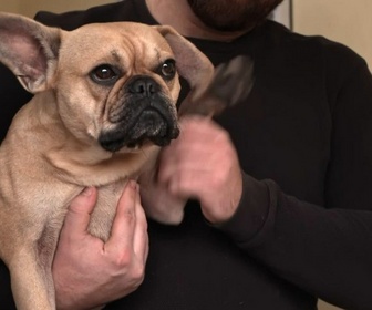 Replay Chiens hors de contrôle - un dresseur à la rescousse - S3 E6 - La petite tornade