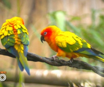 Replay Une saison au zoo - S13 E11