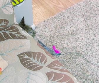 Replay Hell's cat : mon chat est un cauchemar - S5E15 - Une faim de loup