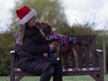 Replay Dog house : un chien pour la vie - S4 E9 - L'esprit de Noël