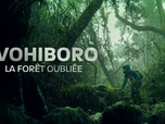 Replay Ivohiboro, la forêt oubliée