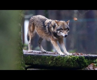 Replay L'UE votre en faveur de la rétrogradation du statut de protection des loups