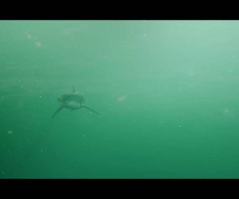 Replay Shark waters
