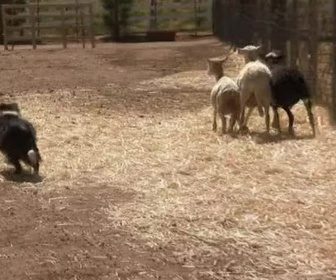 Replay Too cute (Trop mignon) - Border collies Chiens des Pyrénées et Terriers écossais