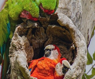 Replay À la lisière de la forêt - Les animaux, sauveurs des forêts tropicales