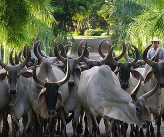 Replay Le Zébu à la conquête de l'aride - Meuh! L'épopée des cornes (2/4)