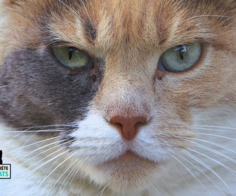 Replay La vie secrete des chats - S1E2 - Petit chaton deviendra grand