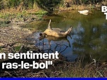 Replay ROBIN DE BFM - Des brebis à nouveau tuées en Gironde, le loup fortement soupçonné