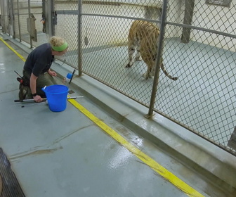 Replay Au cœur du zoo de New York - S4E10 - Que vous avez de grandes dents !