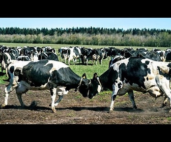 Replay Vérification des faits : les vaches danoises meurent-elles à cause de l'additif Bovaer ?