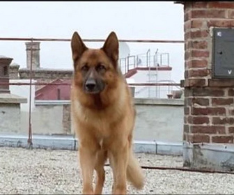 Replay Rex, chien flic - Sur les toits de Vienne