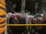 Replay Les as de la jungle à la rescousse - 19/02/2025