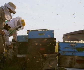 Replay Argentine, à la recherche du paradis - Les maîtres des abeilles